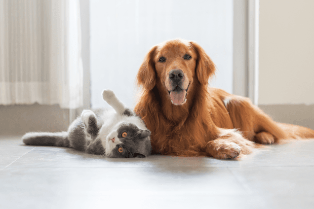 Sam's Club Pet Insurance Plans and Deals: A Guide to Member Perks for Seniors